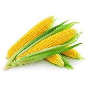Sweet corn 1nos